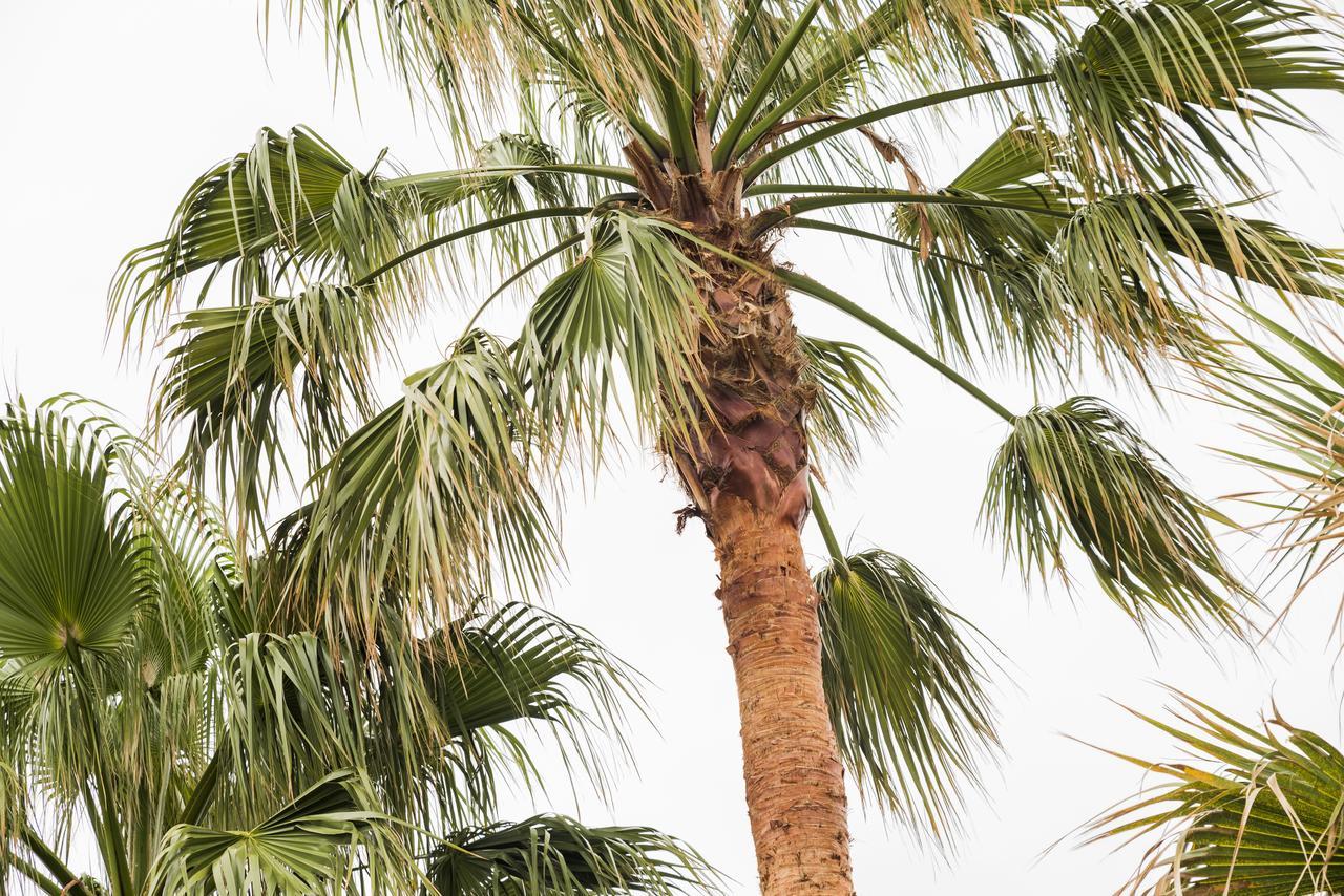 Whispering Palms Διαμέρισμα Πορτ Ελίζαμπεθ Εξωτερικό φωτογραφία